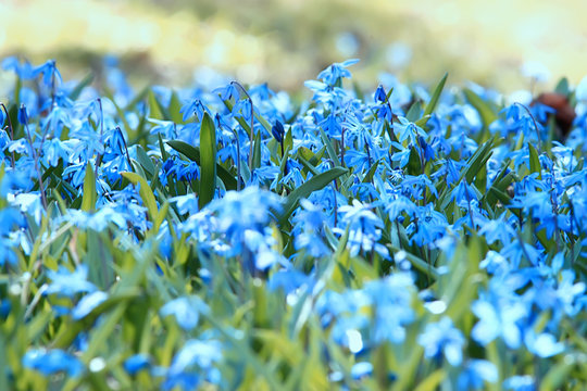 Wild Blue Spring Flowers, Wildflowers Small Flowers, Blurred Abstract Background Many Flowers