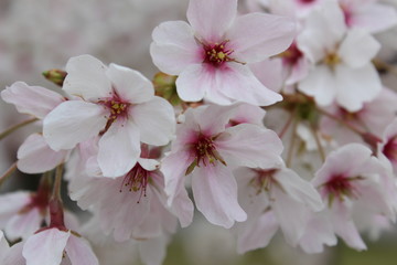 sakura