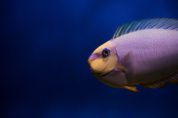 Naso vlamingii (Bignose unicornfish) in aquarium. Fish under water.