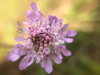 flowers of lilac