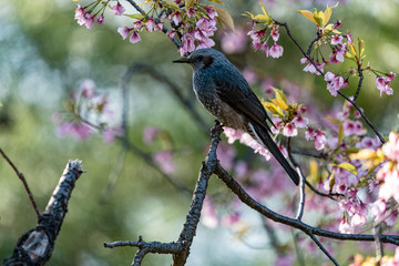 公園で鳴きあうヒヨドリ