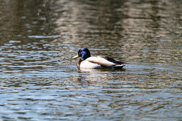 北帰行に備える公園のマガモ