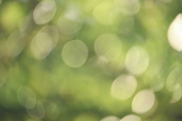 Obraz premium Bokeh green nature, Subtle background in abstract style for graphic design