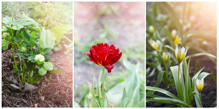Collage with spring flowers from three vertical photos with different tulips and hellebores. Selective focus