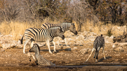 Naklejka premium ebras near a water hole, Etosha national park, Namibia