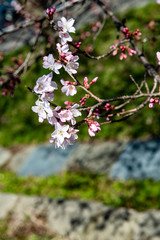 開花が始まったソメイヨシノ