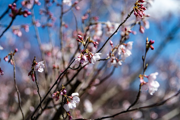 開花が始まったソメイヨシノ