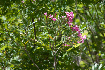 Azalea
