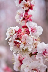flowers of plum tree