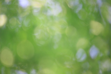 Fototapeta premium Bokeh green nature, Subtle background in abstract style for graphic design