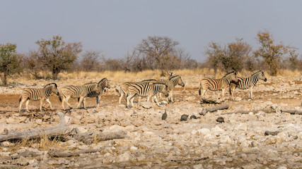 Fototapeta na wymiar Herd of zebras moving towards a water hole, Etosha national park, Namibia