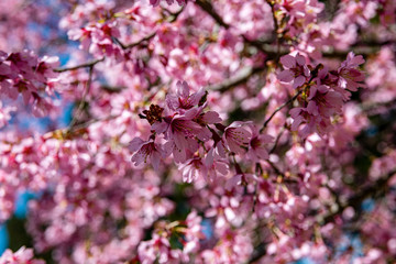 樹木公園で満開期をむかえたおかめ桜
