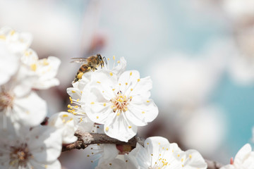  bee on apricot tree flower