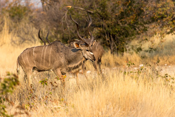 Large male kudu in the savannah, Etosha National Park, Namibia
