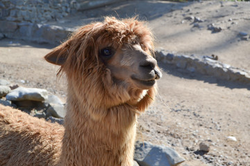 Merry Alpaca. A curious llama came close to the photographer.