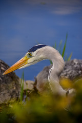 great blue heron