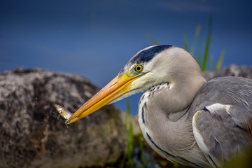 Fototapeta premium great blue heron fishing