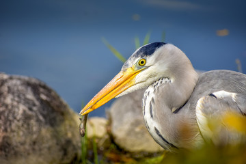 great blue heron fishing