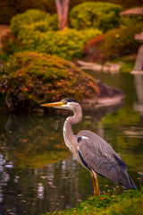great blue heron