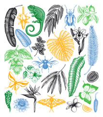 Tropical plants and animals vector collection. Hand drawn exotic flowers, citrus fruits, palm leaves, tropical insects and chameleon.  © sketched-graphics