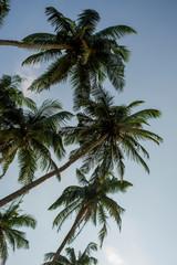 Fototapeta na wymiar coconut palms against the blue sky