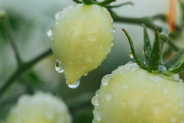 drops of water on vegetables close-up. after the rain. dew on plants in a greenhouse. proper nutrition. veganism, farming, home-grown cucumbers.