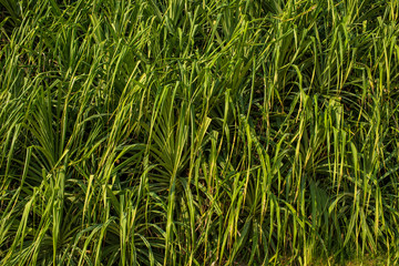 pandanus leaf texture by the ocean