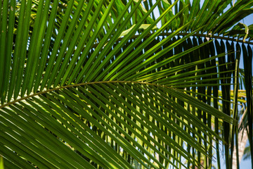 palm leaves on the background of the ocean