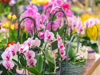 Fototapeta na wymiar Colorful showcase in a florist store. Flowering orchids falenopsis in braided baskets. Flower business