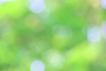 Obraz premium Bokeh green nature, Subtle background in abstract style for graphic design