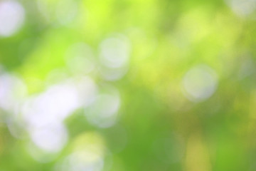 Fototapeta premium Bokeh zielony charakter, subtelne tło w abstrakcyjnym stylu do projektowania graficznego