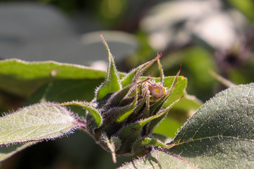 bud sunflower photography
