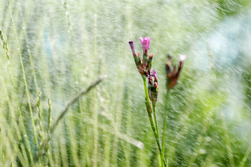 closeup  violet flower    and morning dew. picture with soft focus.  easter background.