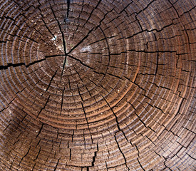Old wooden oak tree cut surface. Detailed warm dark brown and orange tones of a felled tree trunk or stump. Rough organic texture of tree rings.