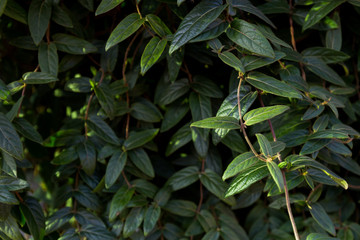 Green leaves wall background. Nature or ecology concept