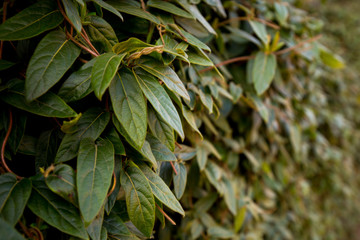 Green leaves wall background. Nature or ecology concept