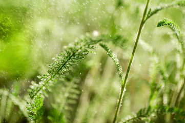 closeup  green grass     and morning dew. picture with soft focus.  easter background.