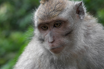 Pensive face of macaque monkey are in the forest.