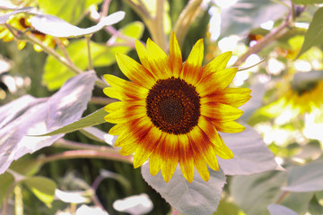 sunflower plant photo