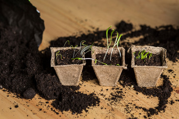 Seedling. Saplings and scattered soil.  Plants in peat pots. Planting seedlings of onions, bushels,...