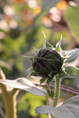 sunflower bud plant 