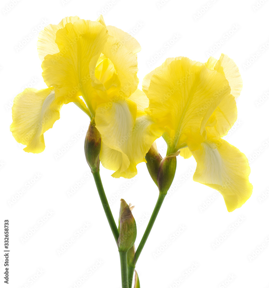 Sticker yellow iris flower.