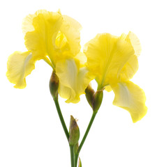 Yellow iris flower.
