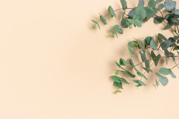 Eucalyptus branches on a yellow pastel background. Place for text.