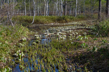 尾瀬ヶ原のミズバショウ