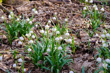Frühlingsknotenblume im Wald