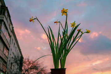 Pretty yellow flower at sunset light background