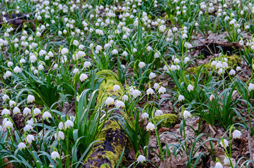 Frühlingsknotenblume im Wald
