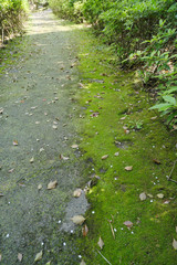 Obraz premium 遊歩道の地面に張り付く苔