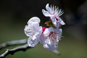 FIORITURA